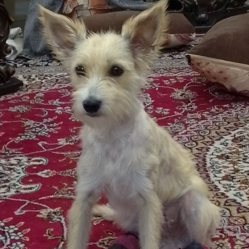 واگذاری رایگان سگ تریر