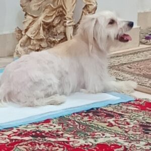 سگ گمشده