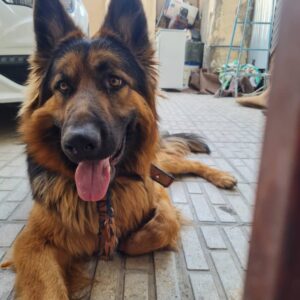 سگ ژرمن شولاین نر یکساله