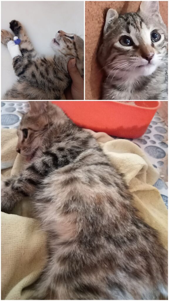 گربه ی ۳ ماهه بیمار