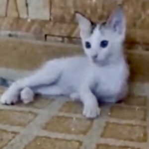 واگذاری بچه گربه ۱/۵ ماهه