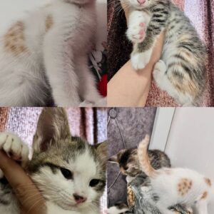 واگذاری سه تا بچه گربه ملوس و شیطون