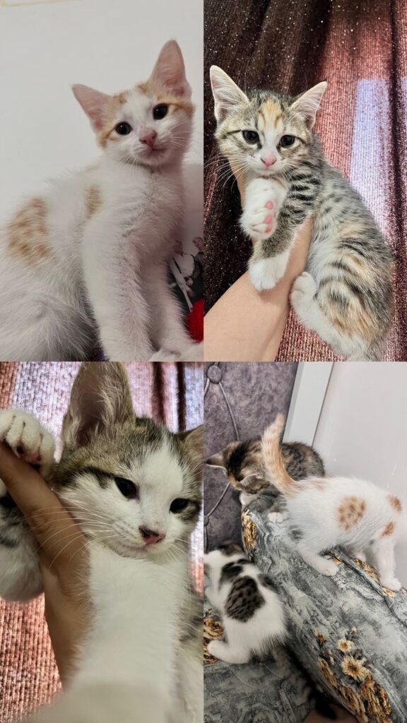 واگذاری سه تا بچه گربه ملوس و شیطون