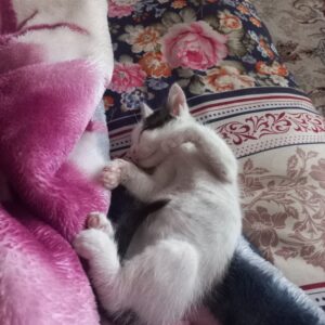 بچه گربه سفید حدودا ۲ ماهه