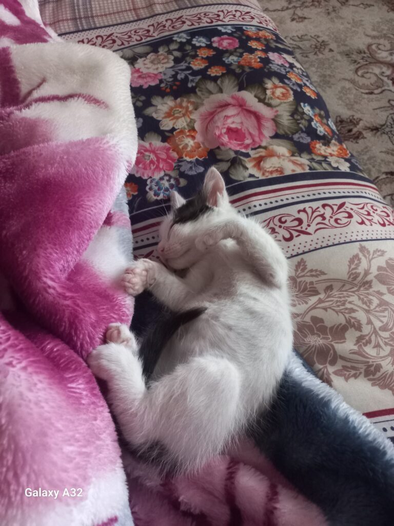 بچه گربه سفید حدودا ۲ ماهه