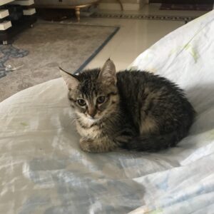 واگذاری بچه گربه ۳ ماهه