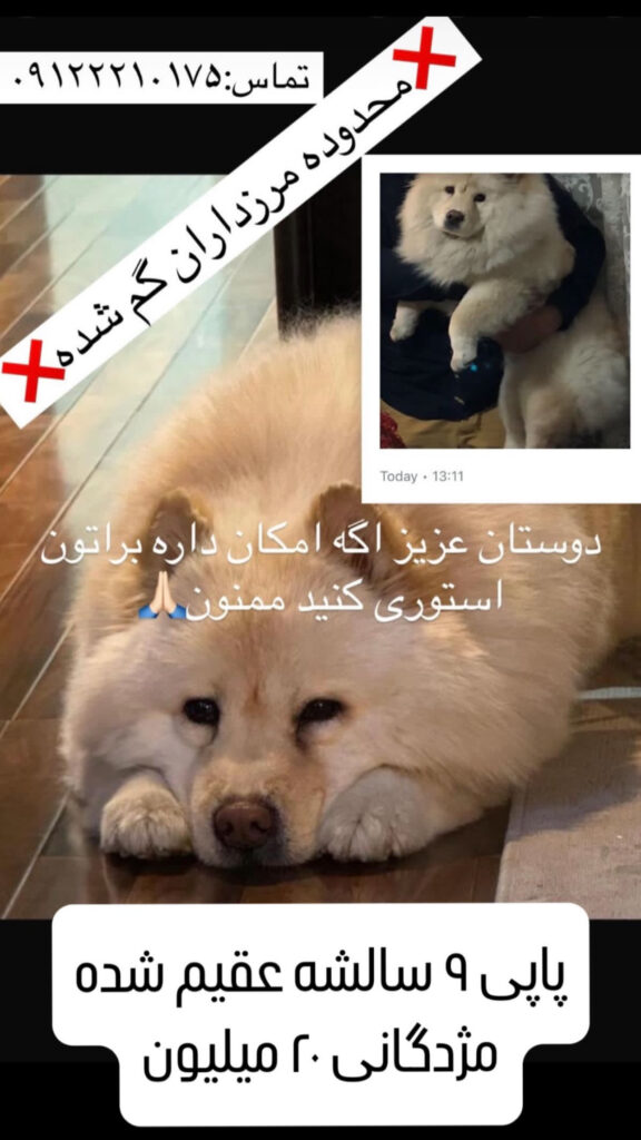 سگ چاو چاو كرم گمشده