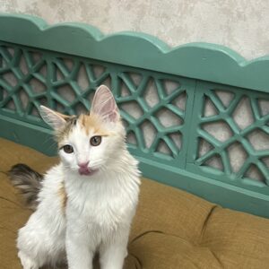 واگذاری  رایگان گربه ی DSH