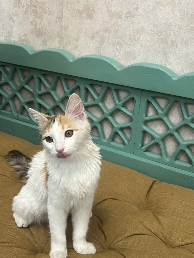 واگذاری  رایگان گربه ی DSH