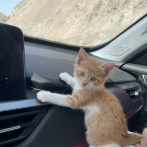 واگذاری بچه گربه ماده DSH