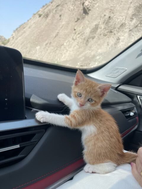 واگذاری بچه گربه ماده DSH