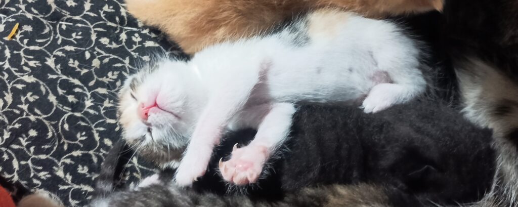 واگذاری بچه گربه