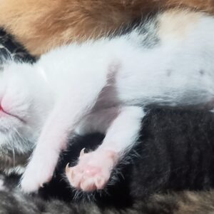 واگذاری بچه گربه