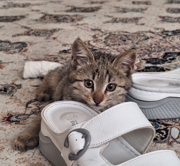 واگذاری گربه DSH