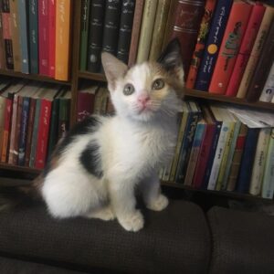 واگذاری بچه گربه کالیگو