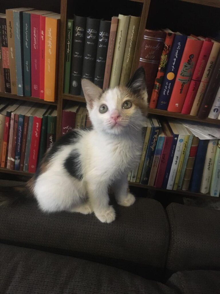 واگذاری بچه گربه کالیگو