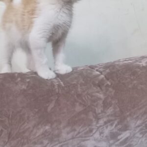 واگذاری بچه گربه