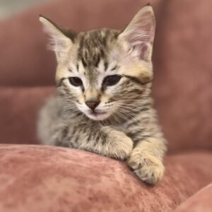 واگذاری رایگان گربه دختر ۲/۵ ماهه