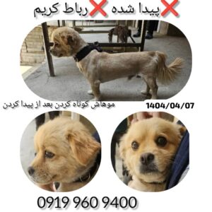 پیدا شده