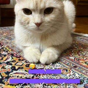 گربه گمشده