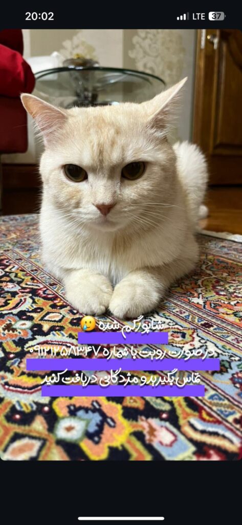 گربه گمشده