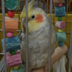 عروس هلندی گمشده