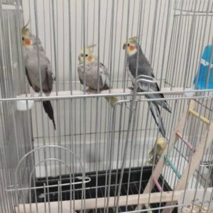 عروس هلندی