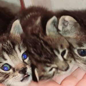 واگذاری گربه DSH یک ماهه