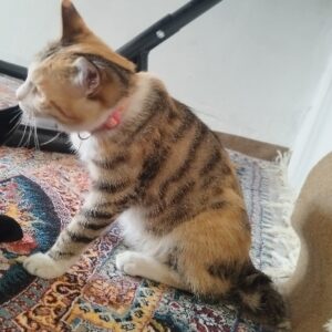 گربه گمشده