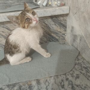 واگذاری بچه گربه DSH