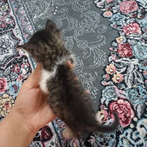 بچه گربه ۱ ماهه