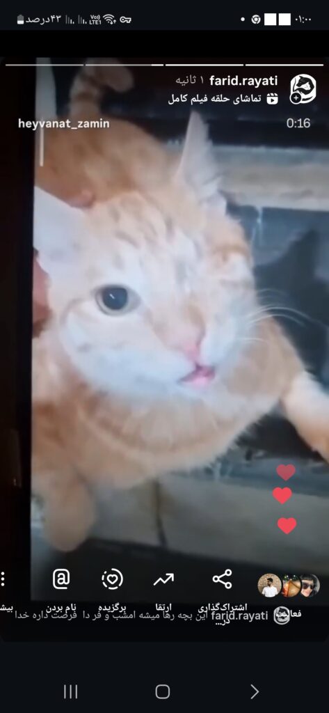 واگذاری گربه نر یک چشم داره