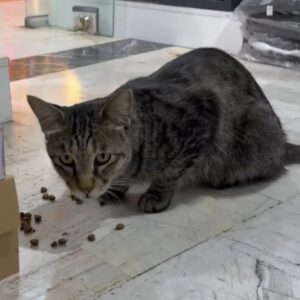 کوچولوی رها شده در ج*نگ