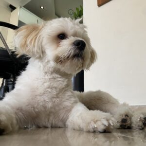 🐶 واگذاری رایگان شیتزو تریر ۸ ماهه