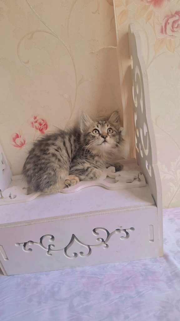 واگذاری بچه گربه