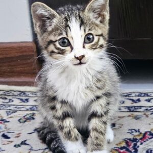 واگذاری بچه گربه DSH