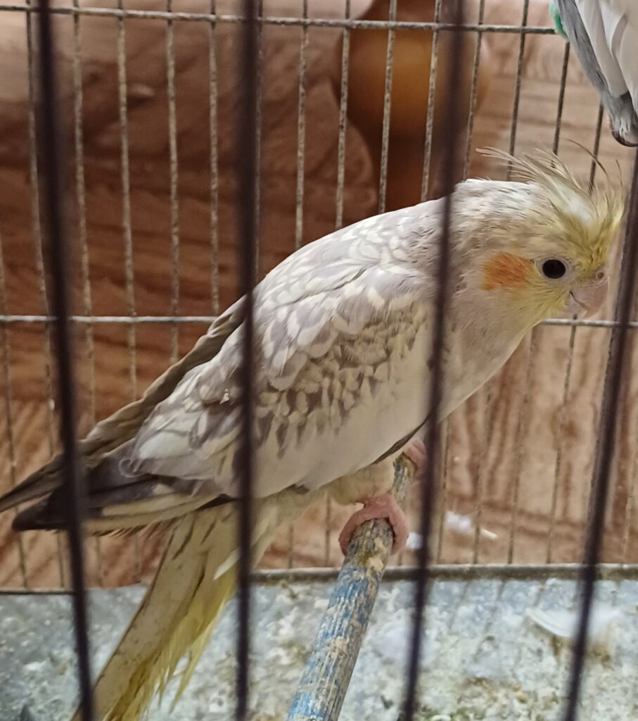 عروس هلندی ماده