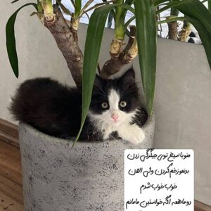 گربه تاكسيدو موبلند