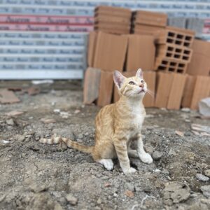 واگذاری بچه  گربه نارنجی خیابانی ۴ ماهه