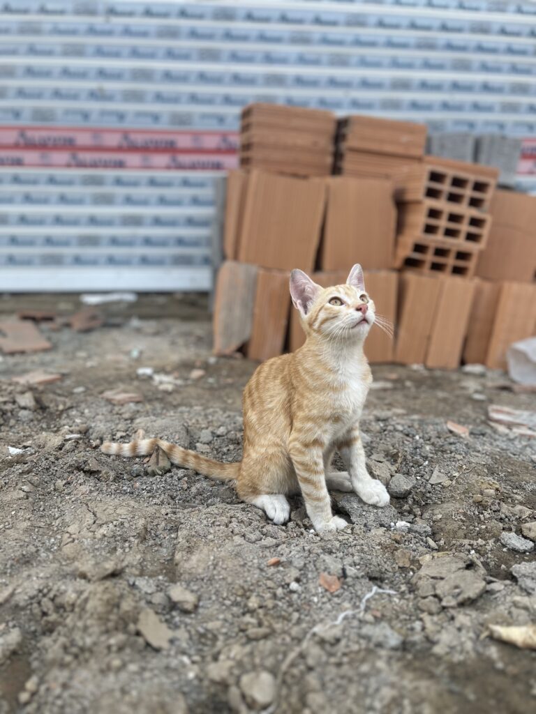 واگذاری بچه  گربه نارنجی خیابانی ۴ ماهه