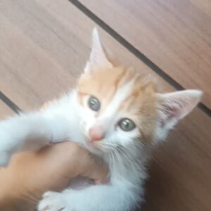 بچه گربه های دونژاده وقشنگ