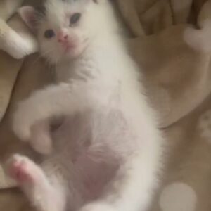 واگذاری بچه گربه DSH