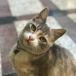 گربه گمشده