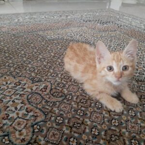 واگذاری رایگان