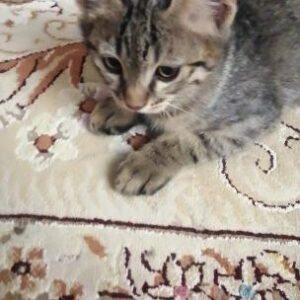 واگذاری گربه dsj
