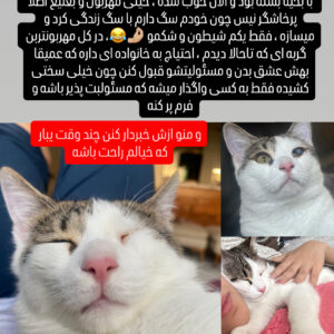 گربه dsh با شرایط خاص