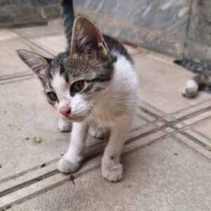 دوتا گربه دوماهه