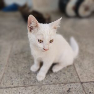واگذاری رایگان گربه DSH