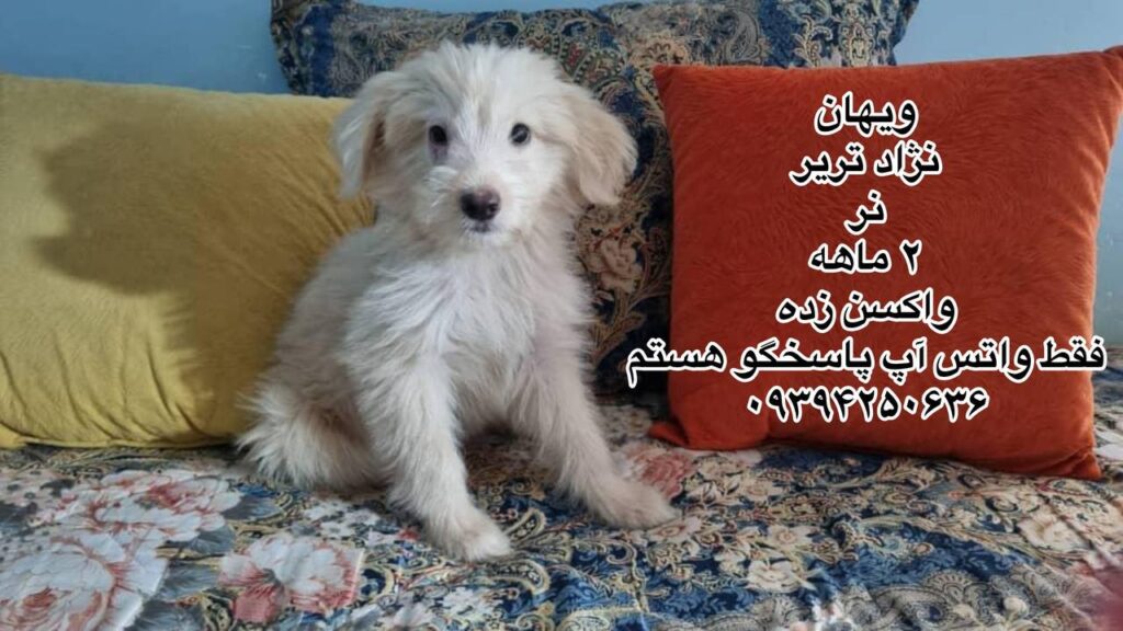 پسر دو ماهه تریر
