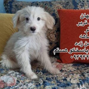 پسر دو ماهه تریر
